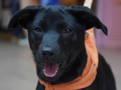 Cachorro raça SRD-ViraLata idade 2 a 6 meses nome Rubi