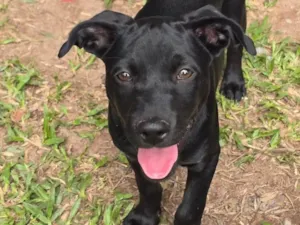 Cachorro raça SRD-ViraLata idade 2 a 6 meses nome Onix