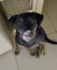 Negão