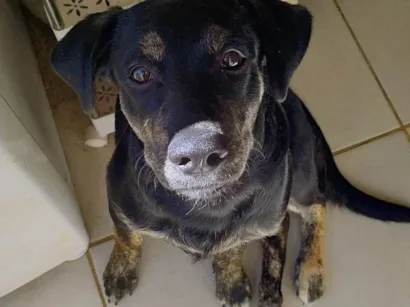 Cachorro raça SRD-ViraLata idade 7 a 11 meses nome Negão 