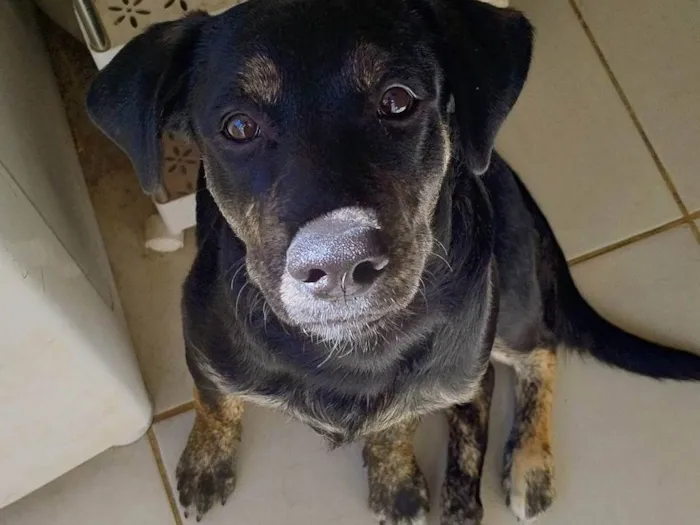 Cachorro ra a SRD-ViraLata idade 7 a 11 meses nome Negão 