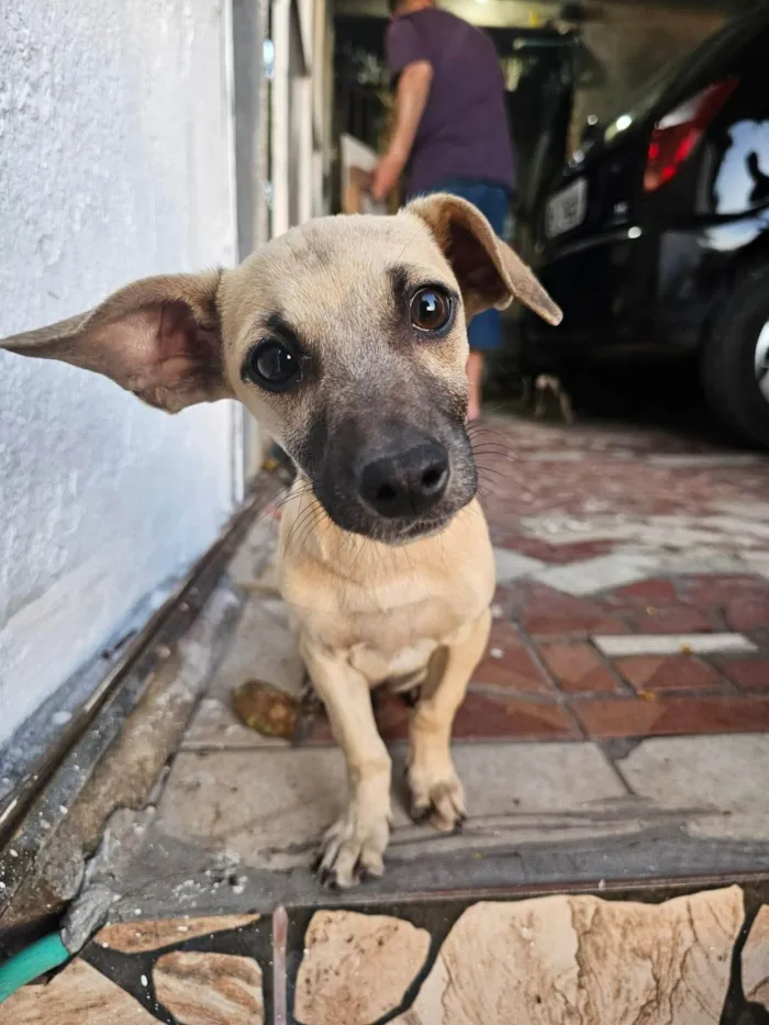 Cachorro ra a SRD-ViraLata idade 2 a 6 meses nome Pedro