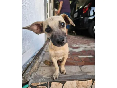 Cachorro raça SRD-ViraLata idade 2 a 6 meses nome Pedro