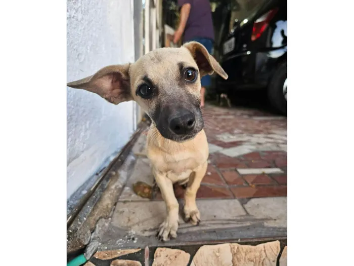 Cachorro ra a SRD-ViraLata idade 2 a 6 meses nome Pedro