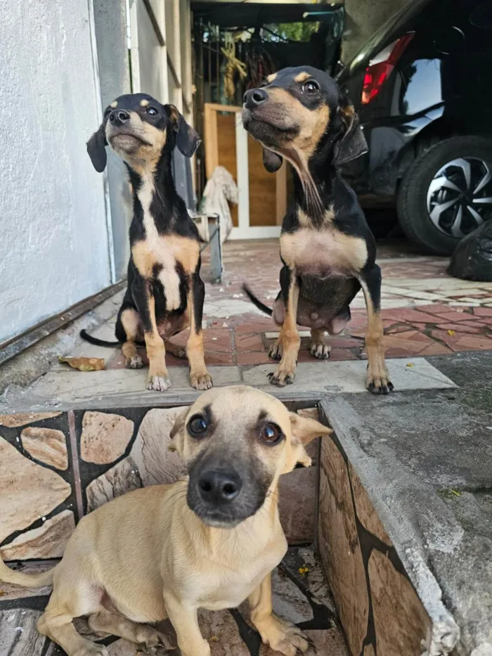Cachorro ra a SRD-ViraLata idade 2 a 6 meses nome Pedro