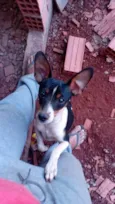 Bolinha