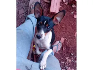 Cachorro raça Pinscher idade 7 a 11 meses nome Bolinha