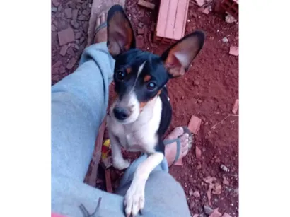 Cachorro raça Pinscher idade 7 a 11 meses nome Bolinha
