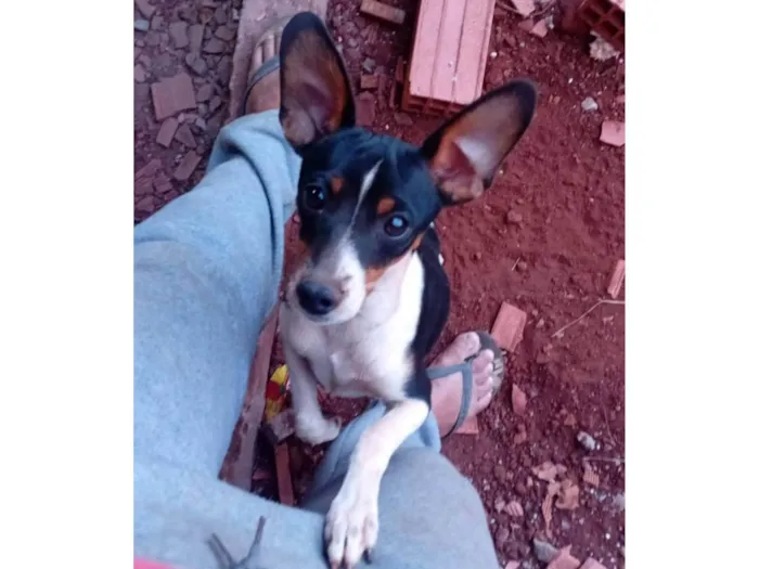 Cachorro ra a Pinscher idade 7 a 11 meses nome Bolinha