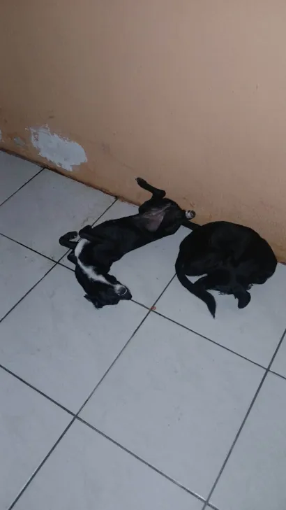 Cachorro raça SRD-ViraLata idade 2 a 6 meses nome Flor