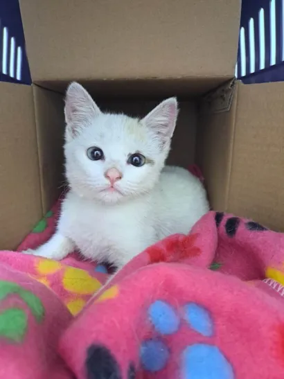 Gato raça SRD-ViraLata idade 2 a 6 meses nome Luz