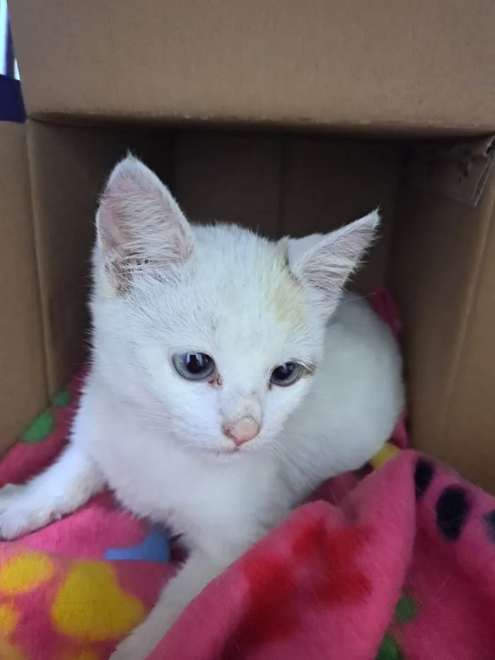 Gato ra a SRD-ViraLata idade 2 a 6 meses nome Luz