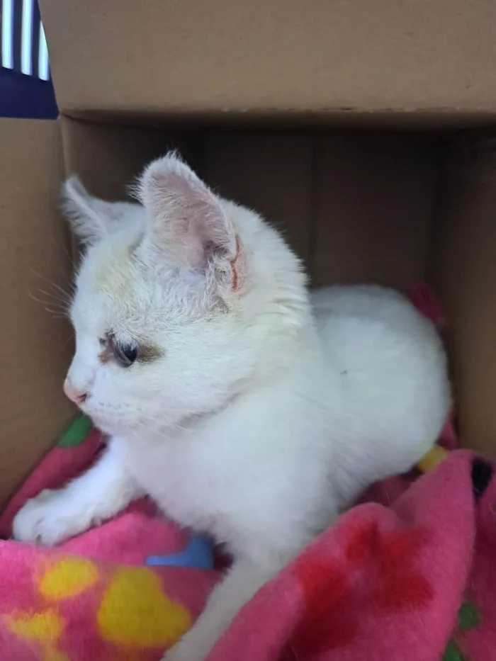 Gato ra a SRD-ViraLata idade 2 a 6 meses nome Luz