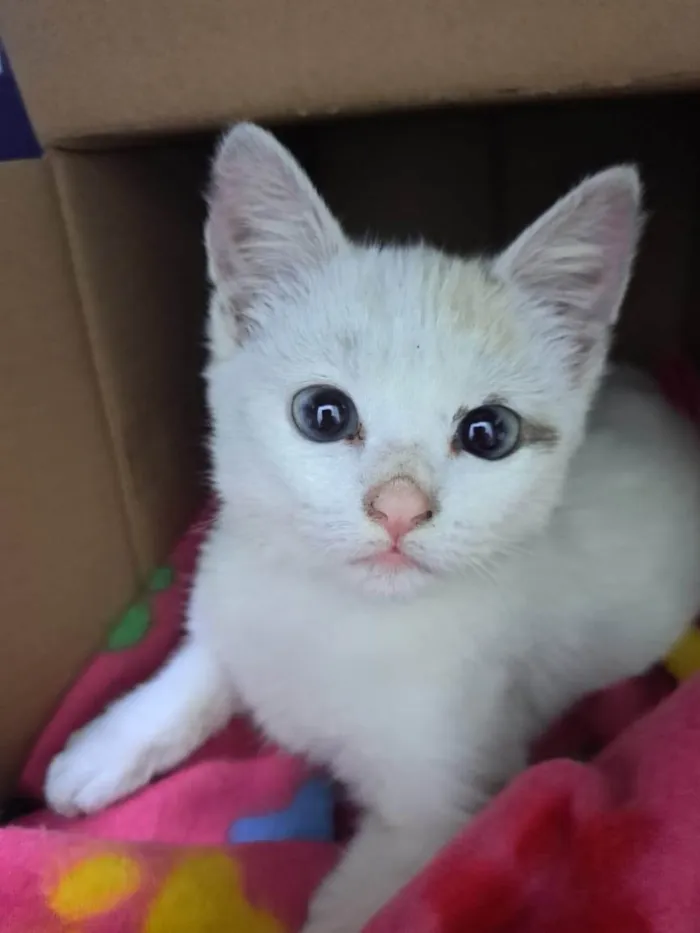 Gato ra a SRD-ViraLata idade 2 a 6 meses nome Luz