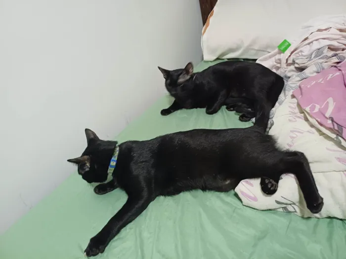 Gato ra a SRD-ViraLata idade 7 a 11 meses nome Fred e Jorge