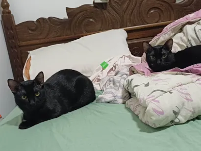 Gato raça SRD-ViraLata idade 7 a 11 meses nome Fred e Jorge