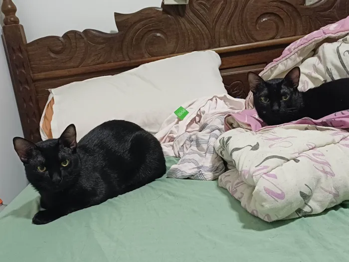 Gato ra a SRD-ViraLata idade 7 a 11 meses nome Fred e Jorge