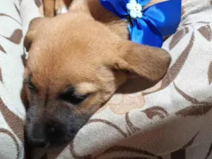 Cachorro raça SRD-ViraLata idade 2 a 6 meses nome Odete