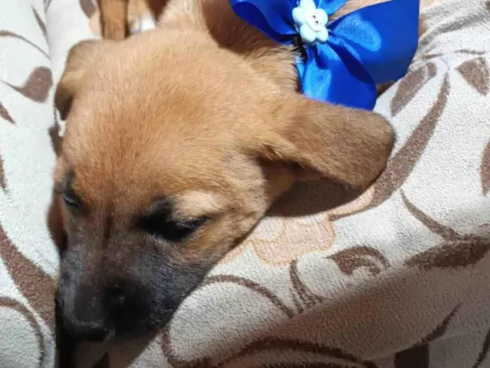 Cachorro ra a SRD-ViraLata idade 2 a 6 meses nome Odete