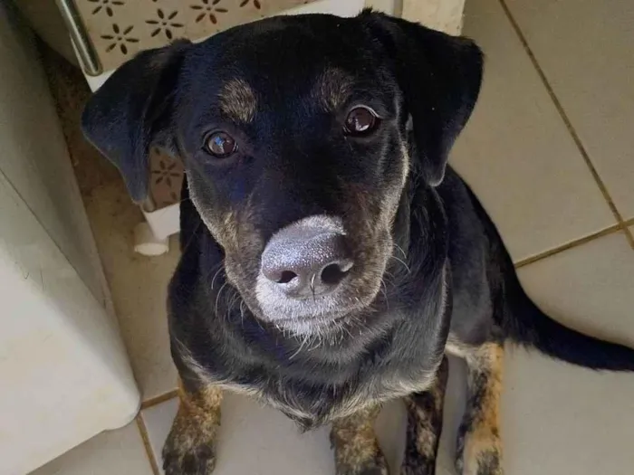 Cachorro ra a SRD-ViraLata idade 7 a 11 meses nome Negão 