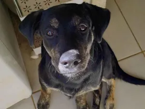 Cachorro raça SRD-ViraLata idade 7 a 11 meses nome Negão