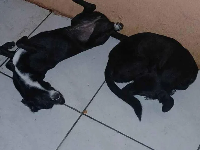Cachorro ra a SRD-ViraLata idade 2 a 6 meses nome Flor