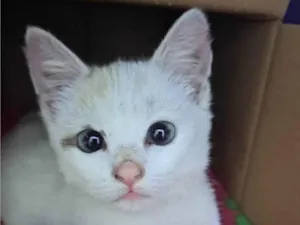 Gato raça SRD-ViraLata idade 2 a 6 meses nome Luz