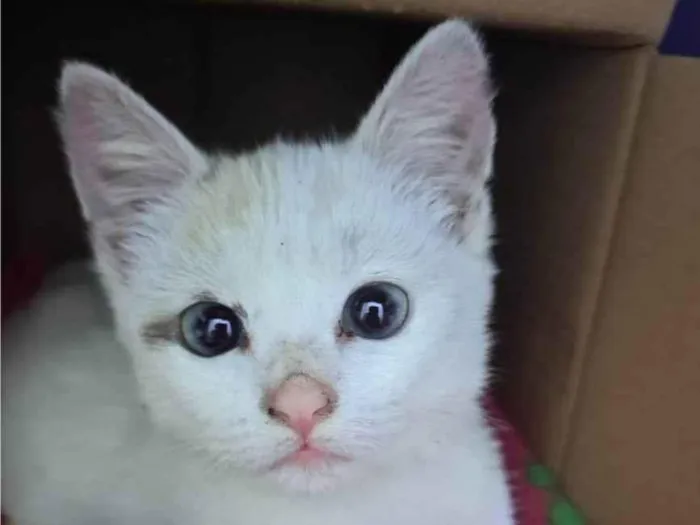 Gato ra a SRD-ViraLata idade 2 a 6 meses nome Luz