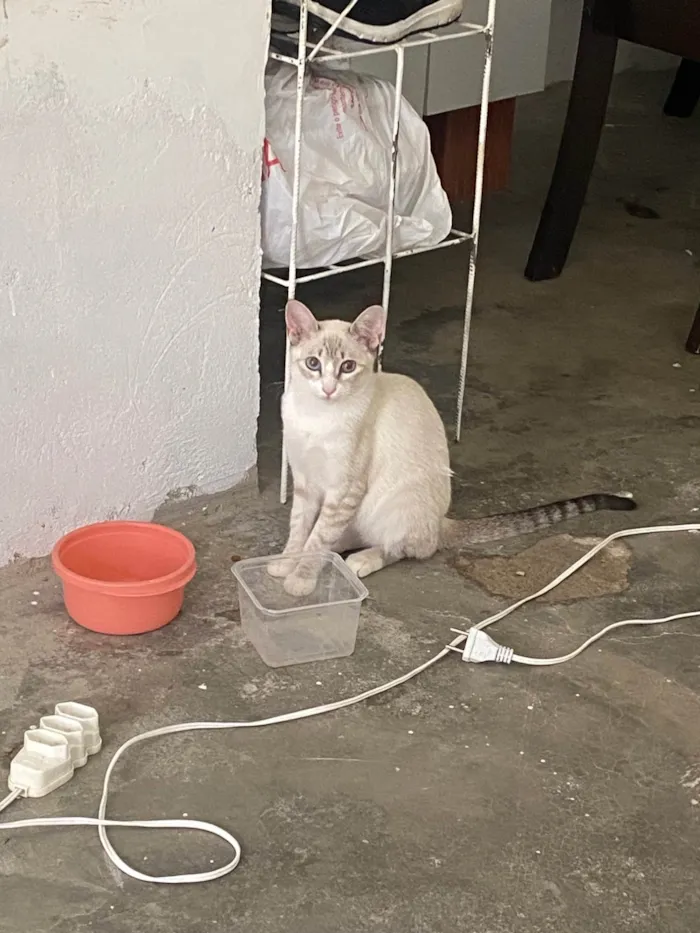 Gato ra a Siamês idade 7 a 11 meses nome Pink