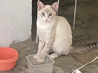 Gato raça Siamês idade 7 a 11 meses nome Pink