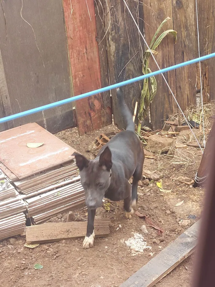 Cachorro ra a SRD-ViraLata idade 3 anos nome Kiara e Thor 