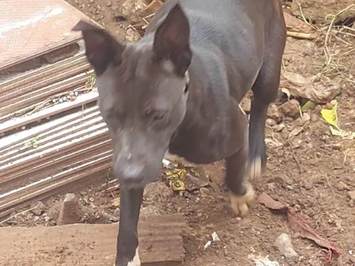 Cachorro ra a SRD-ViraLata idade 3 anos nome Kiara e Thor 