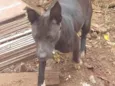 Kiara e Thor