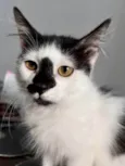 Félix