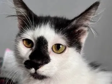 Gato raça SRD-ViraLata idade 2 a 6 meses nome Félix