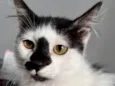 Félix