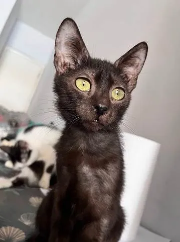 Gato ra a SRD-ViraLata idade 2 a 6 meses nome Fênix