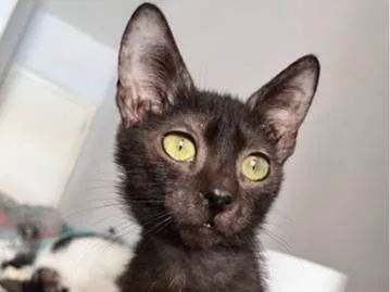 Gato raça SRD-ViraLata idade 2 a 6 meses nome Fênix