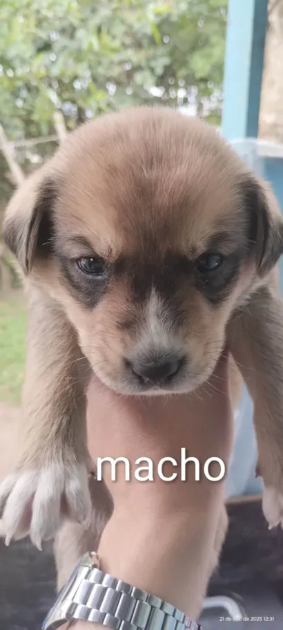 Cachorro raça SRD-ViraLata idade Abaixo de 2 meses nome Cães para adoção 