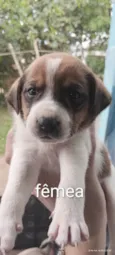 Cães para adoção