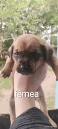 Cães para adoção