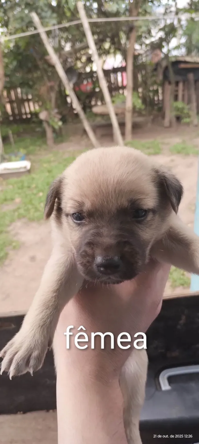 Cachorro ra a SRD-ViraLata idade Abaixo de 2 meses nome Cães para adoção 