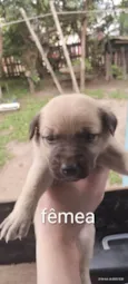 Cães para adoção