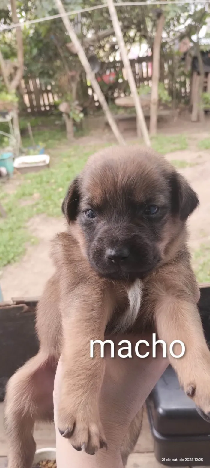 Cachorro ra a SRD-ViraLata idade Abaixo de 2 meses nome Cães para adoção 