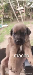 Cães para adoção