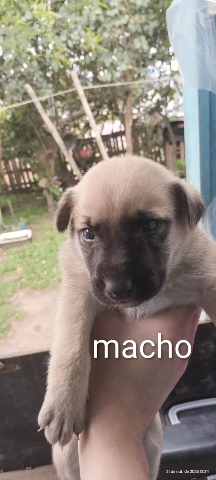 Cachorro ra a SRD-ViraLata idade Abaixo de 2 meses nome Cães para adoção 