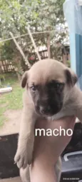 Cães para adoção