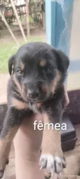 Cães para adoção