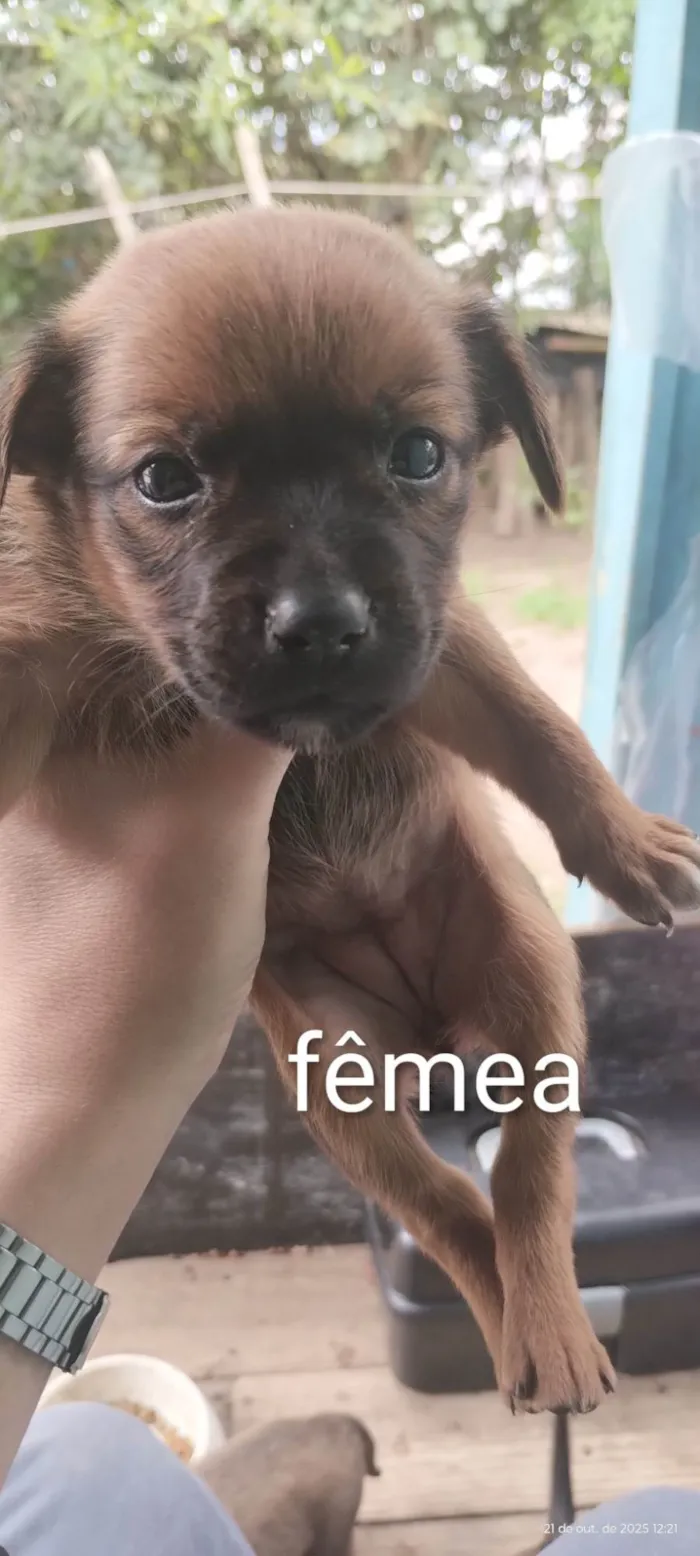 Cachorro ra a SRD-ViraLata idade Abaixo de 2 meses nome Cães para adoção 