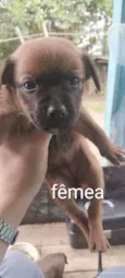 Cães para adoção